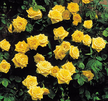 Роза плетистая Клайминг Санблест