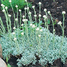 Кошачья лапка (Антеннария двудомная) Альба