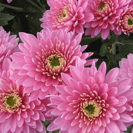 Хризантема корейская Аленушка