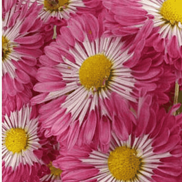 Хризантема корейская Вышиванка