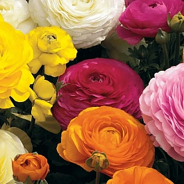 Лютик Азиатский Mixed