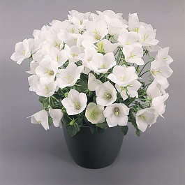 Колокольчик карпатский Перл Вайт