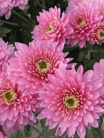 Хризантема корейская Аленушка