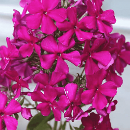 Флокс метельчатый Пурпурная Малышка