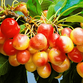 Черешня Красная горка