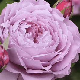 Роза флорибунда Novalis