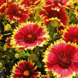 Гайлардия гибридная  Sunset Cutie