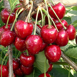 Вишня обыкновенная Стойкая