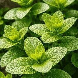 Мята перечная Rood