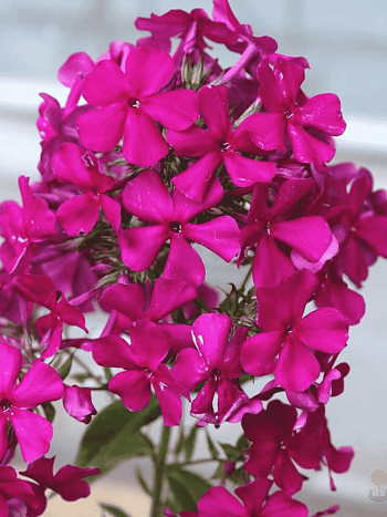 Флокс метельчатый Пурпурная Малышка