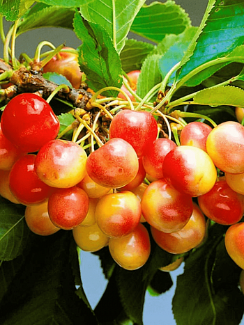 Черешня Красная горка