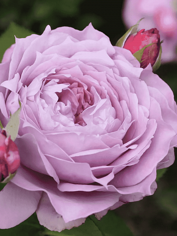 Роза флорибунда Novalis