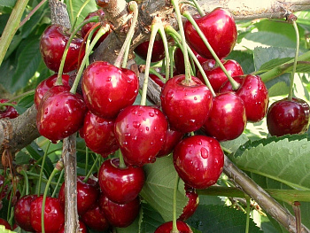 Вишня обыкновенная Стойкая