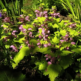 Яснотка крапчатая Cannon's Gold