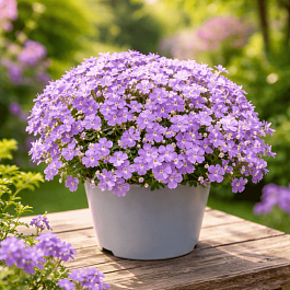 Аубриета Blue White Bicolour