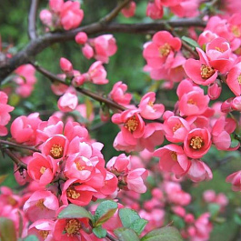 Айва великолепная Пинк Леди Айва великолепная Пинк Леди