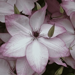 Клематис Utopia