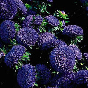 Астра Классик Дарк Блю