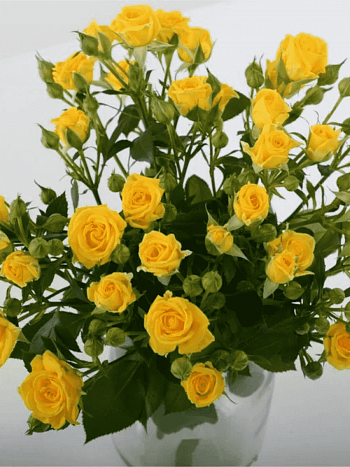 Роза Миниатюрная Sumatra