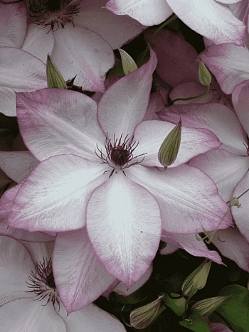 Клематис Utopia