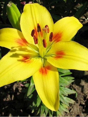 Лилия азиатская Джайв