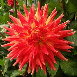 Георгина Полукактусовая Марта