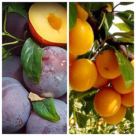 Дерево-сад (2-3х летка) косточковые 2 сорта Шарафуга-Подарок Санкт-Петербург