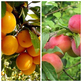 Дерево-сад (2-3х летка) слива 2 сорта Подарок Санкт-Петербург-Принцесса