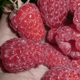 Малина обыкновенная Феномен