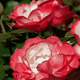 Роза Чайно-гибридная Nostalgie