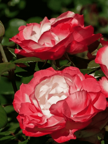 Роза Чайно-гибридная Nostalgie