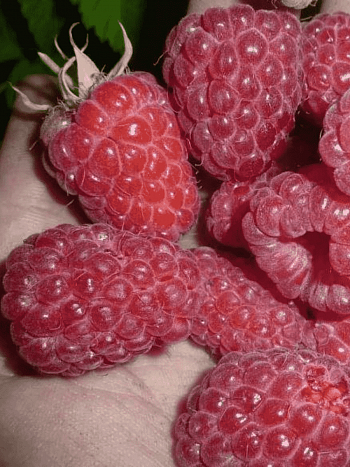 Малина обыкновенная Феномен