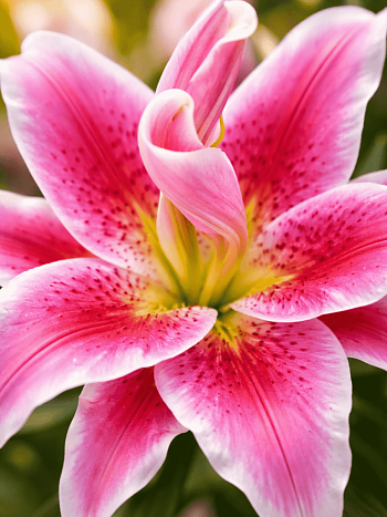 Лилия Roselily Kyra