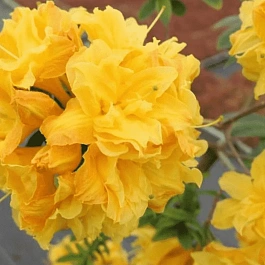 Азалия крупноцветковая Csardas