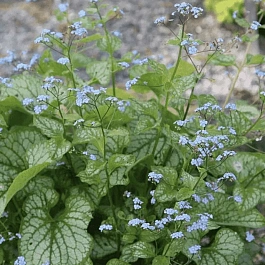 Бруннера крупнолистная Little Jack