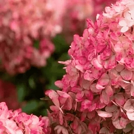 Гортензия метельчатая Raspberry Pink