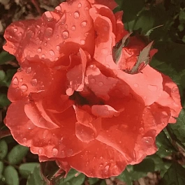 Роза грандифлора Лезгинка