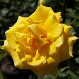 Роза флорибунда Голд Банни