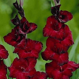 Гладиолус Pescara