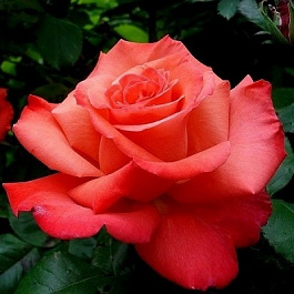 Роза Христофор Колумб Штамб Роза Христофор Колумб Штамб