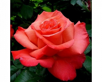 Роза Христофор Колумб Штамб