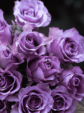 Роза Чайно-гибридная Nightingale