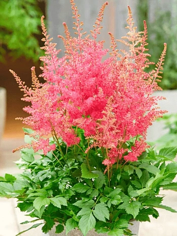 Астильба гибридная Sunny Day