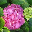 Гортензия крупнолистная Forever and ever Pink