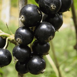 Смородина черная Велой