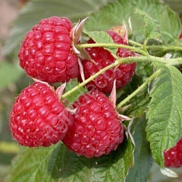 Малина ремонтантная Осенняя Красавица