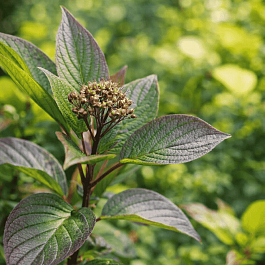 Дерен белый Westonbirt