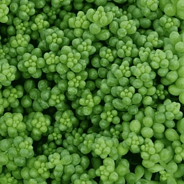 Очиток белый Chloroticum