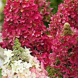 Гортензия метельчатая Magical Vesuvio