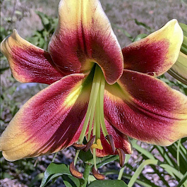 Лилия ОТ-гибрид Ред Морнинг НАБОР 2ШТ (2+2) Лилия ОТ-гибрид Ред Морнинг НАБОР 2ШТ (2+2)